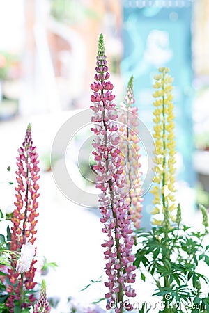 Plants with lovely girl`s flour Stock Photo